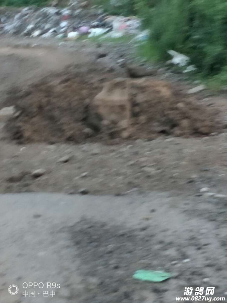 20170726_140180_1501025299033.jpg
