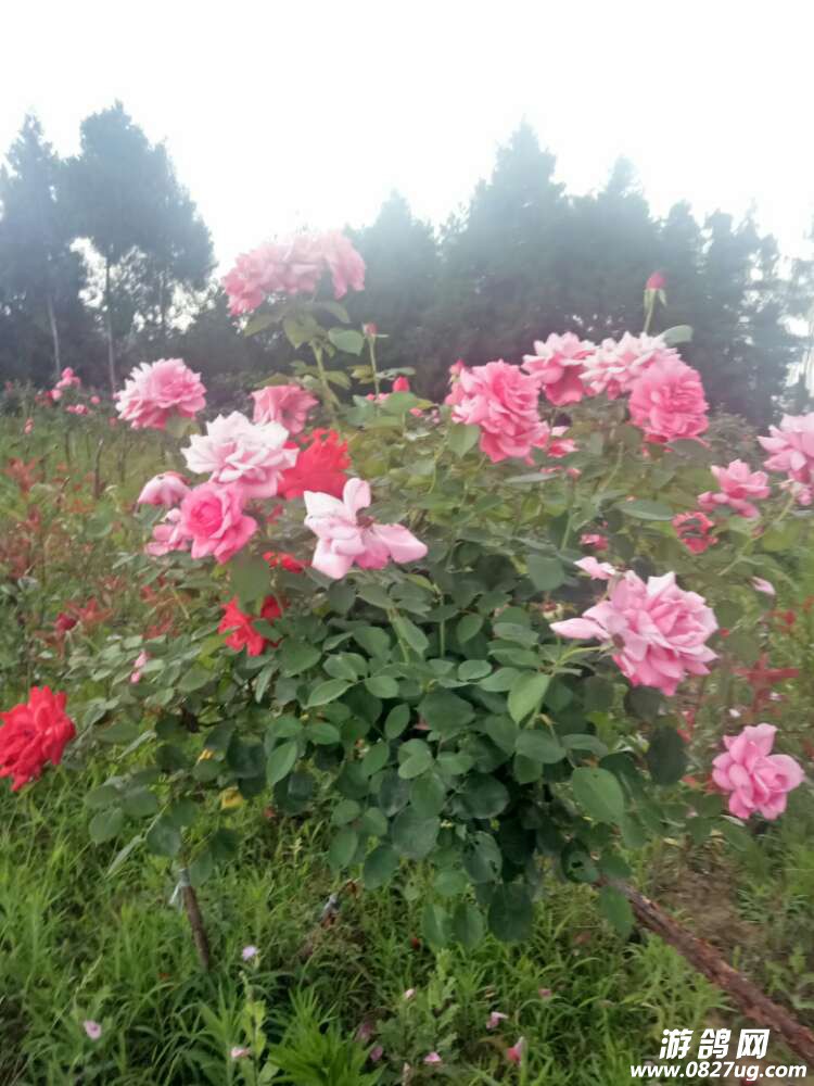 20170804_168391_1501842450536.jpg