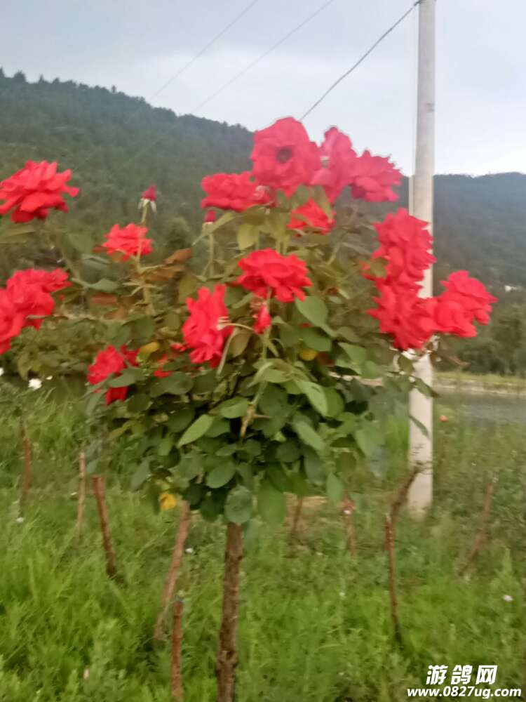 20170804_168391_1501842450791.jpg