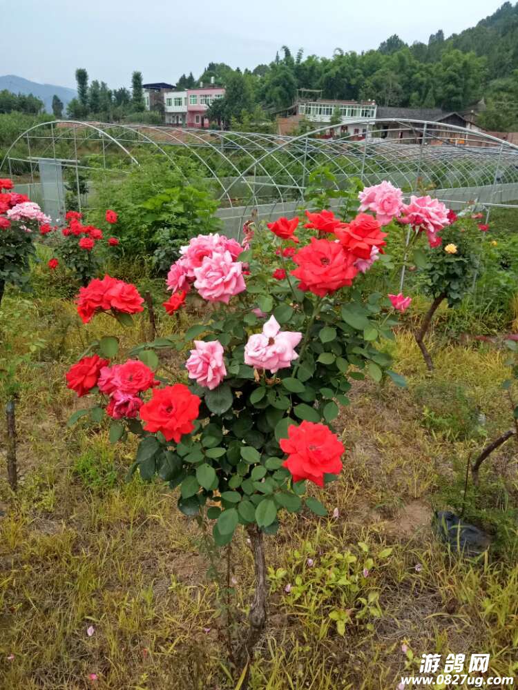 20170804_168391_1501842451016.jpg