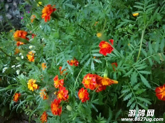 20170813_167440_1502624735343.jpg