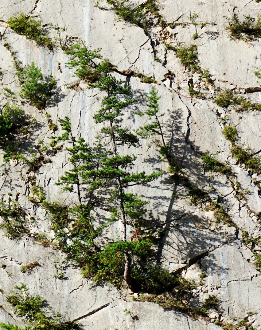 DSC04570_conew1.jpg