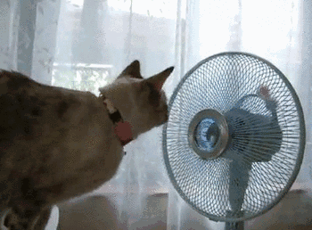 0.gif