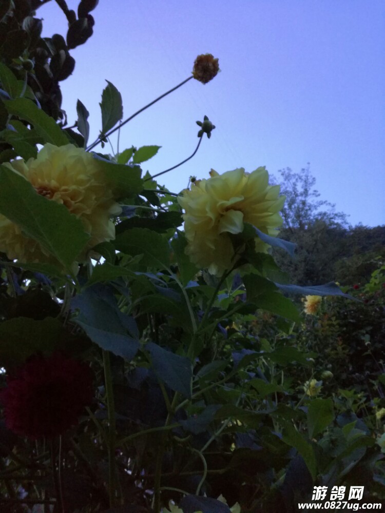 20170907_167440_1504783439712.jpg