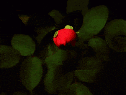 20171207_181106_1512652311114.gif