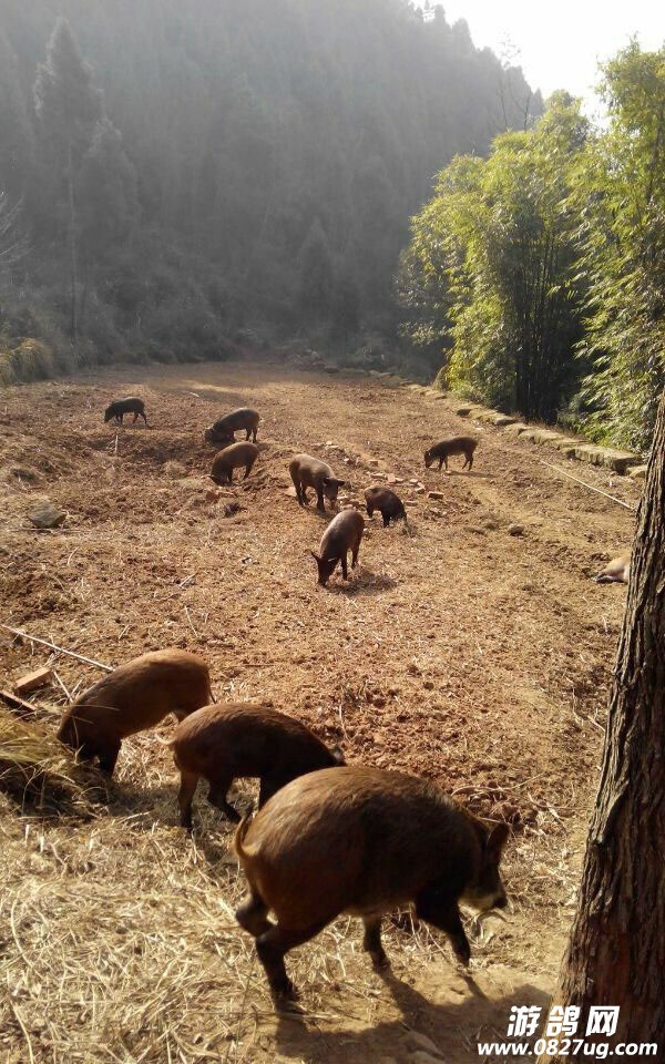 特种野猪养殖场图片