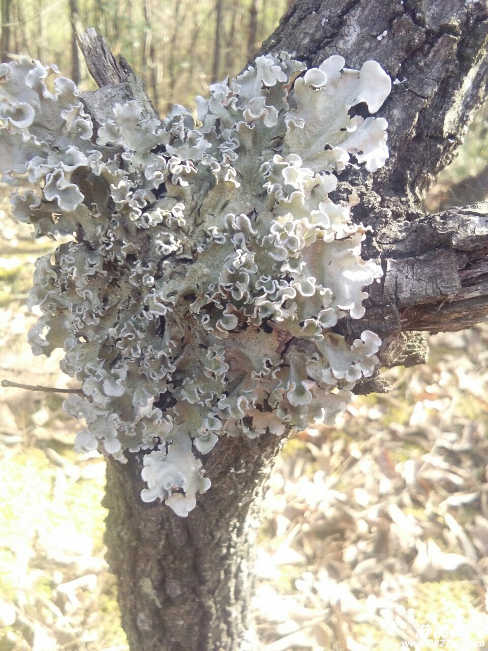 20180131_144568_1517390738472.jpg