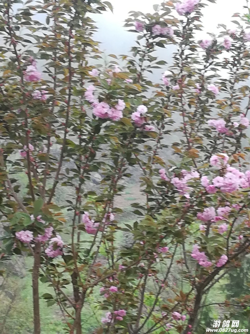 20180330_131176_1522362775093.jpg