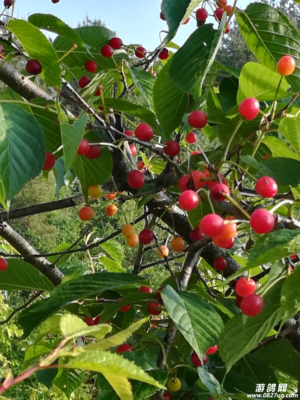 20180513_132195_1526206635697.jpg