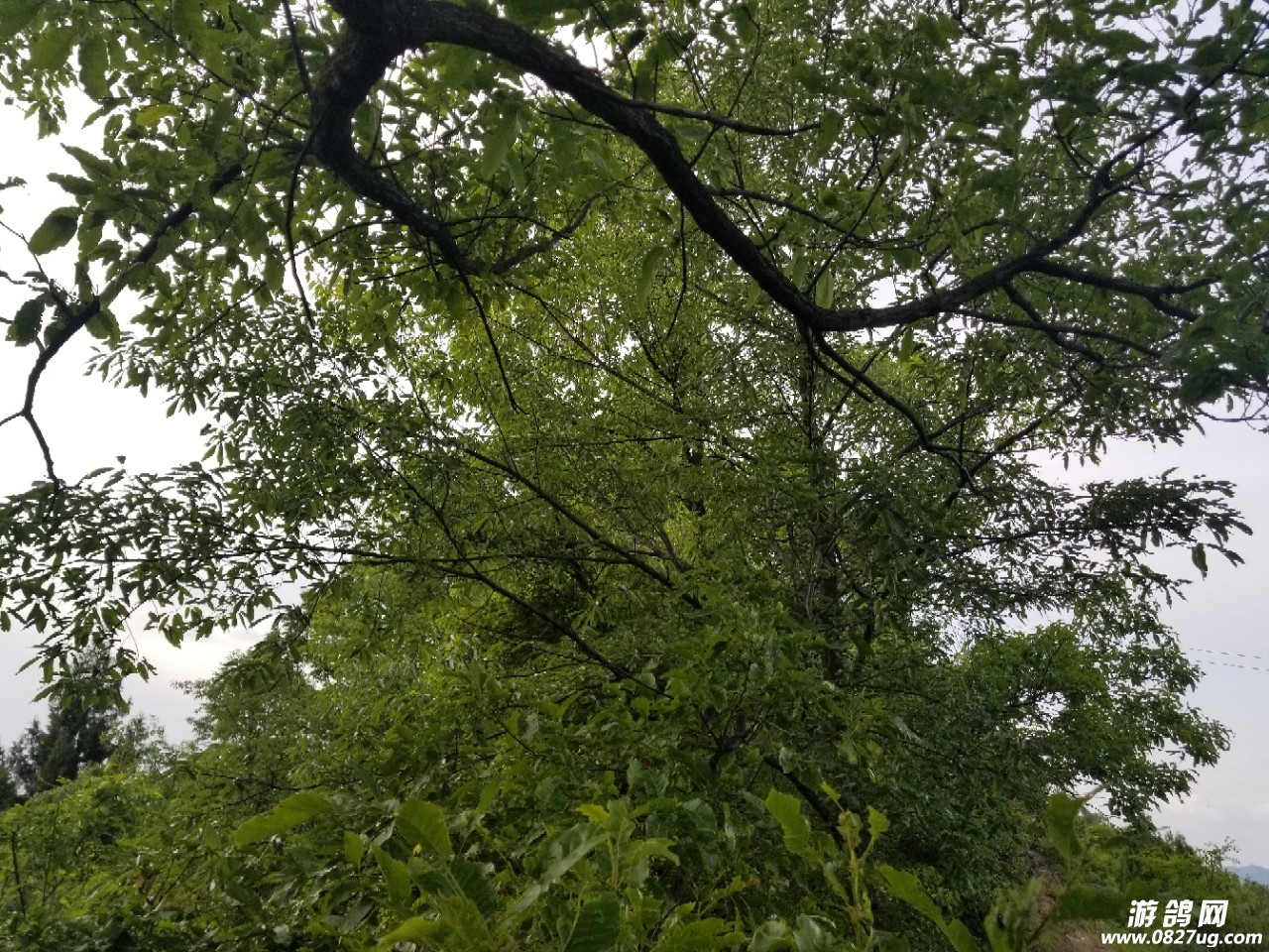 20180517_190073_1526545589003.jpg
