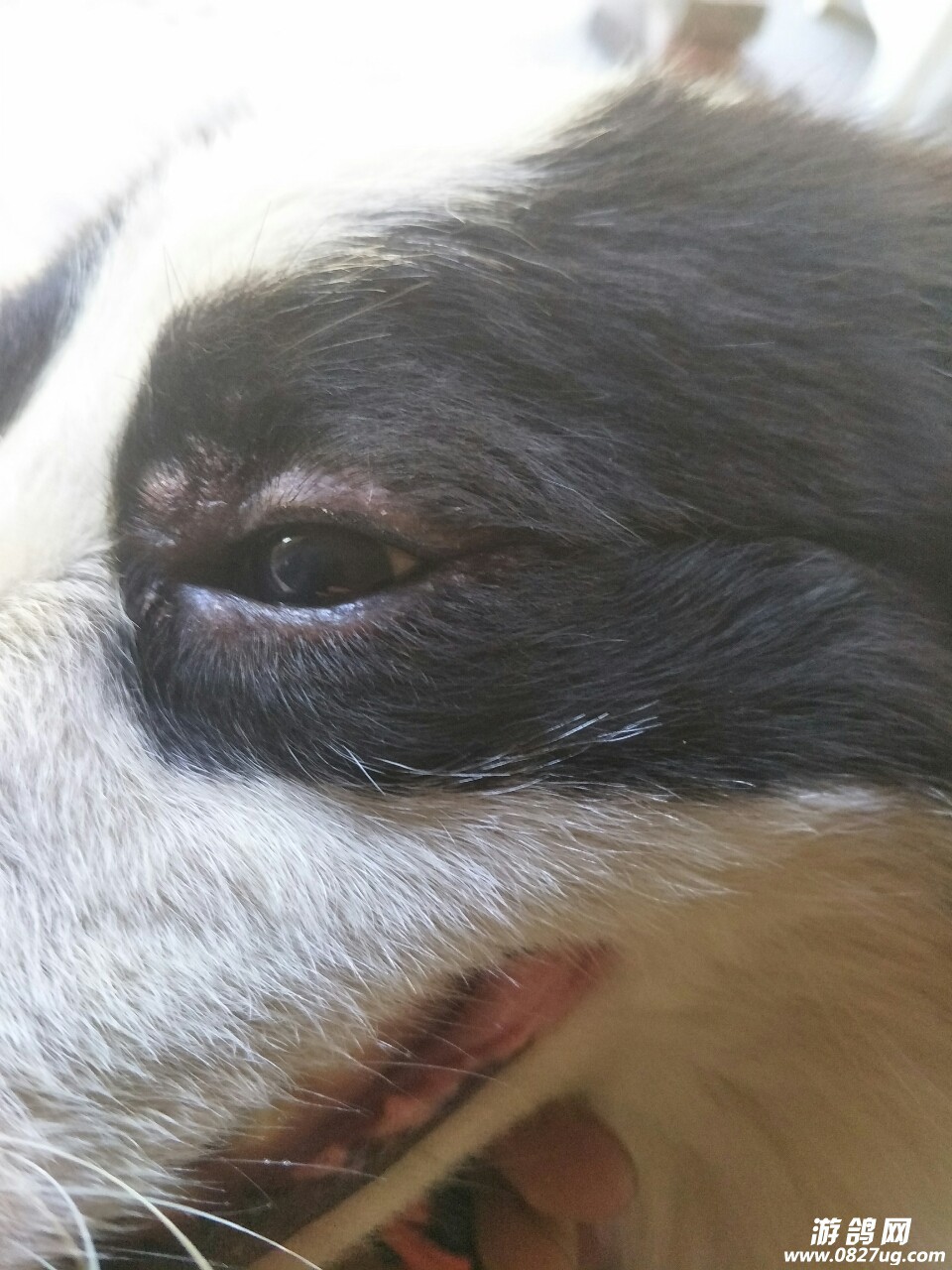 狗狗眼睛长肉疙瘩,是怎么回事,谢谢