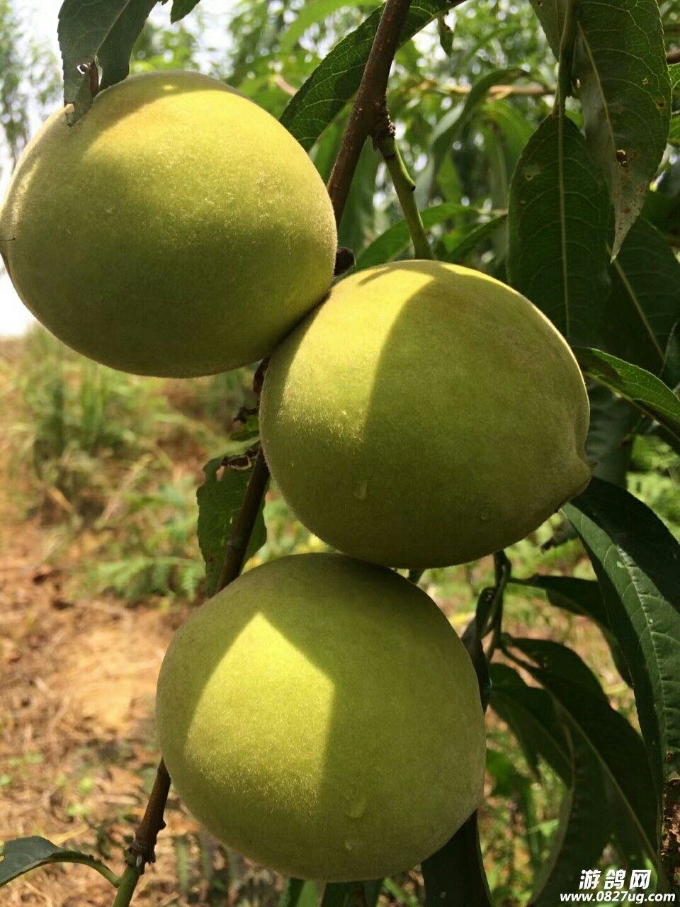 纯天然农产品各类水果值得大家前去购买预订哟