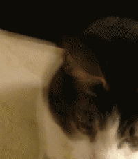 640.gif
