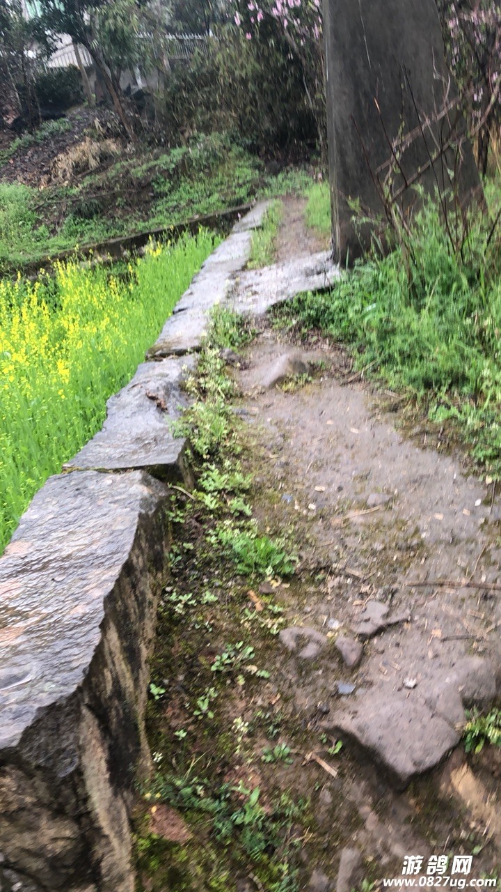 201903131715401552452794620406.jpg