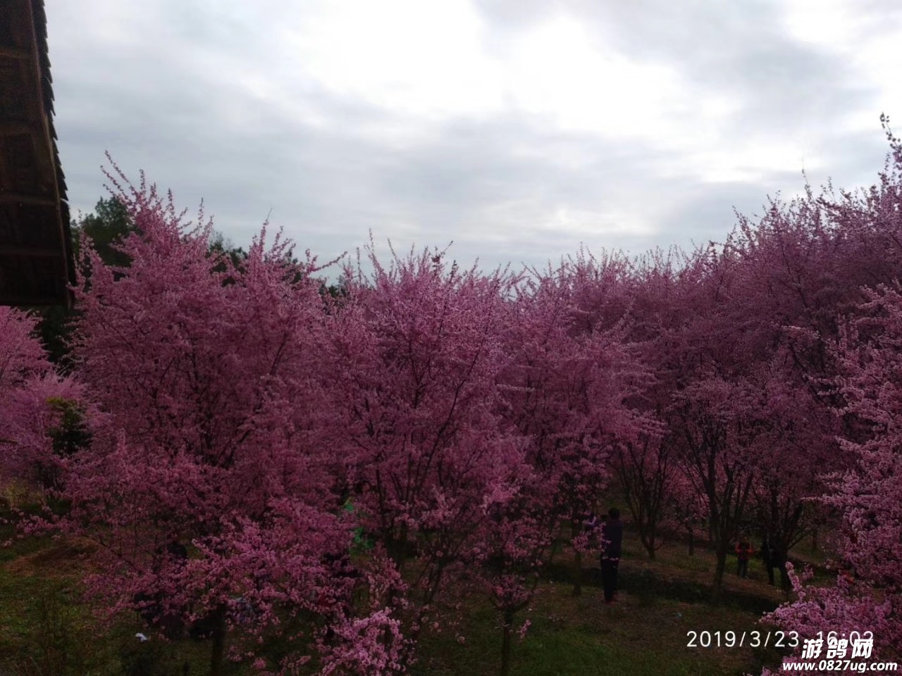 20190324_119649_1553390154566.jpg