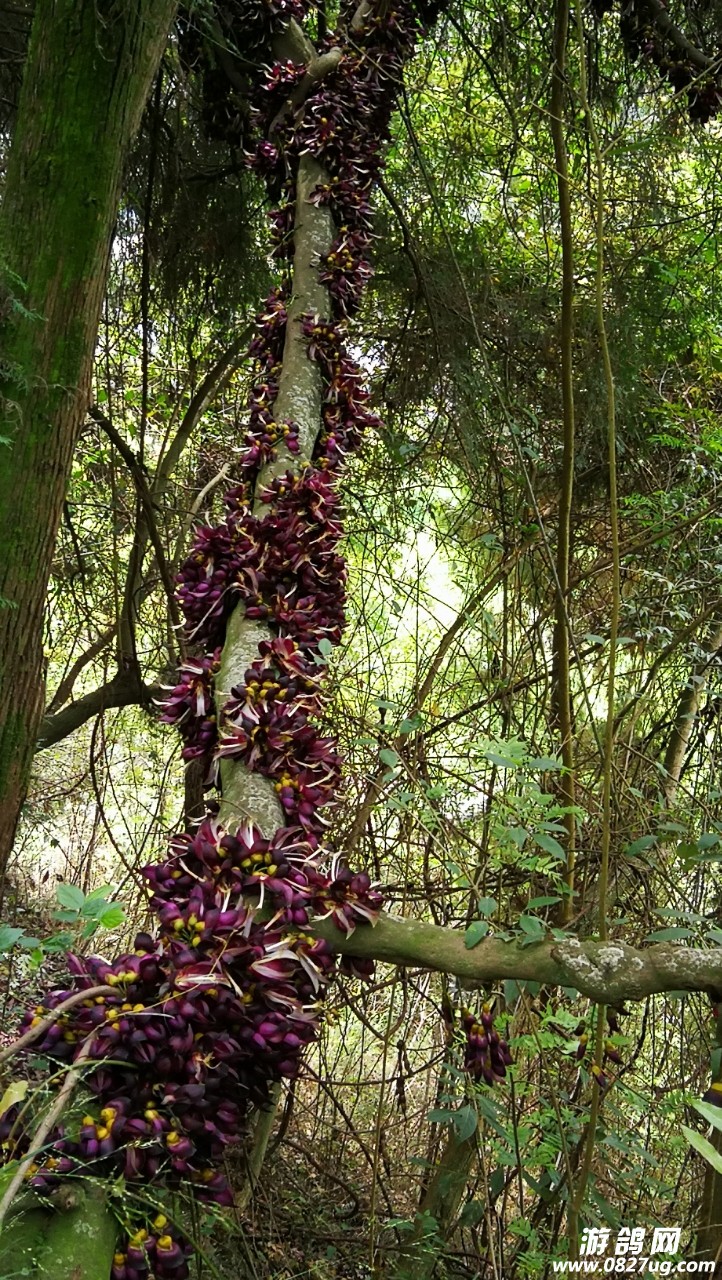 在平昌县境内发现巨型岩豆藤你见过这么大的岩豆藤吗