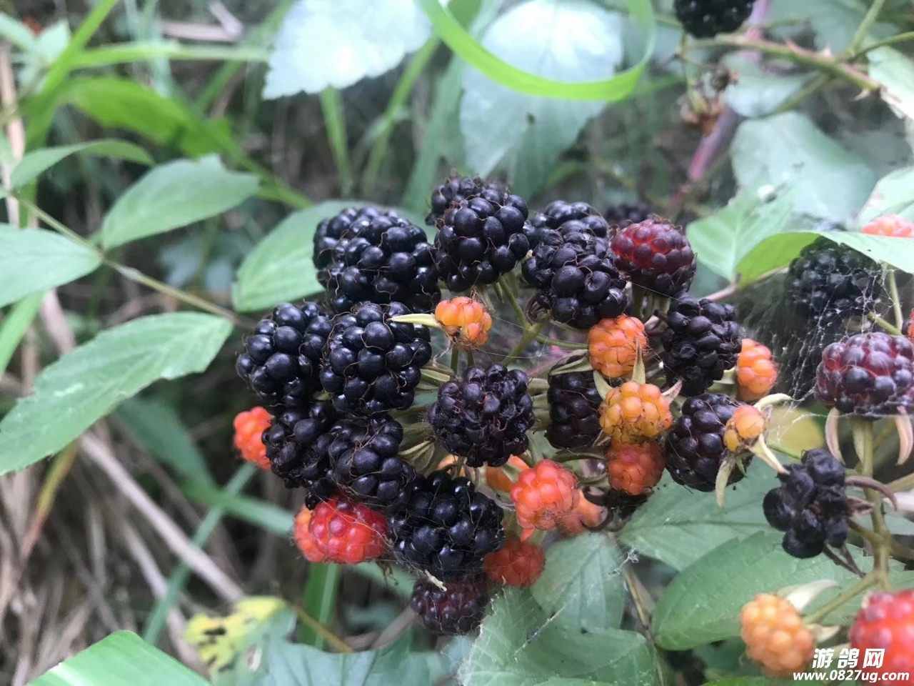 20190617_119649_1560732494716.jpg