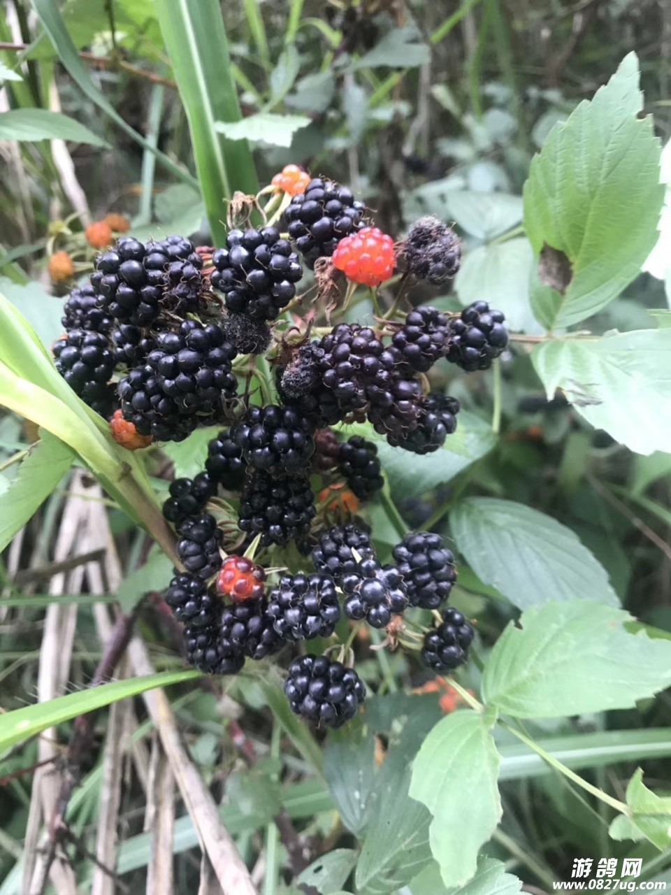 20190617_119649_1560732494941.jpg