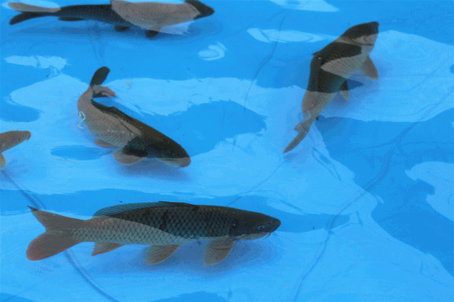 7bd8e37a9164cf7de35267c9ea2e73a8.gif