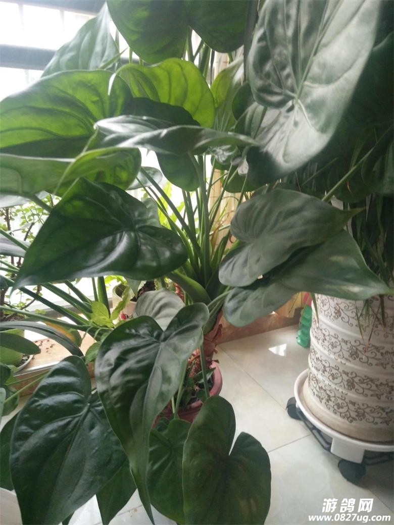AA