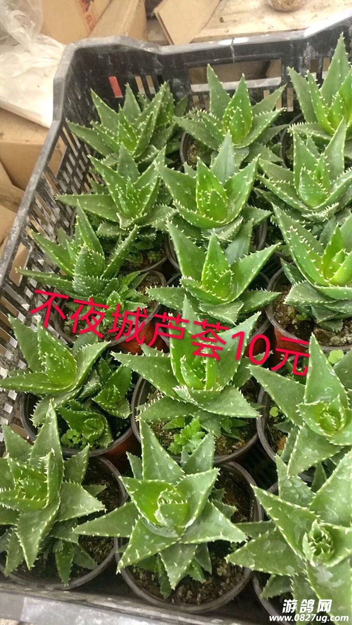 201908032123721564807457875572.jpg