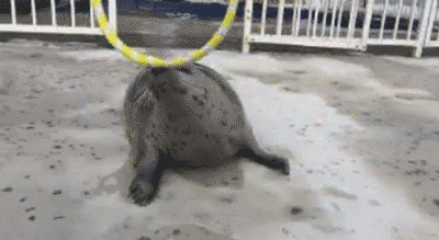 01.gif