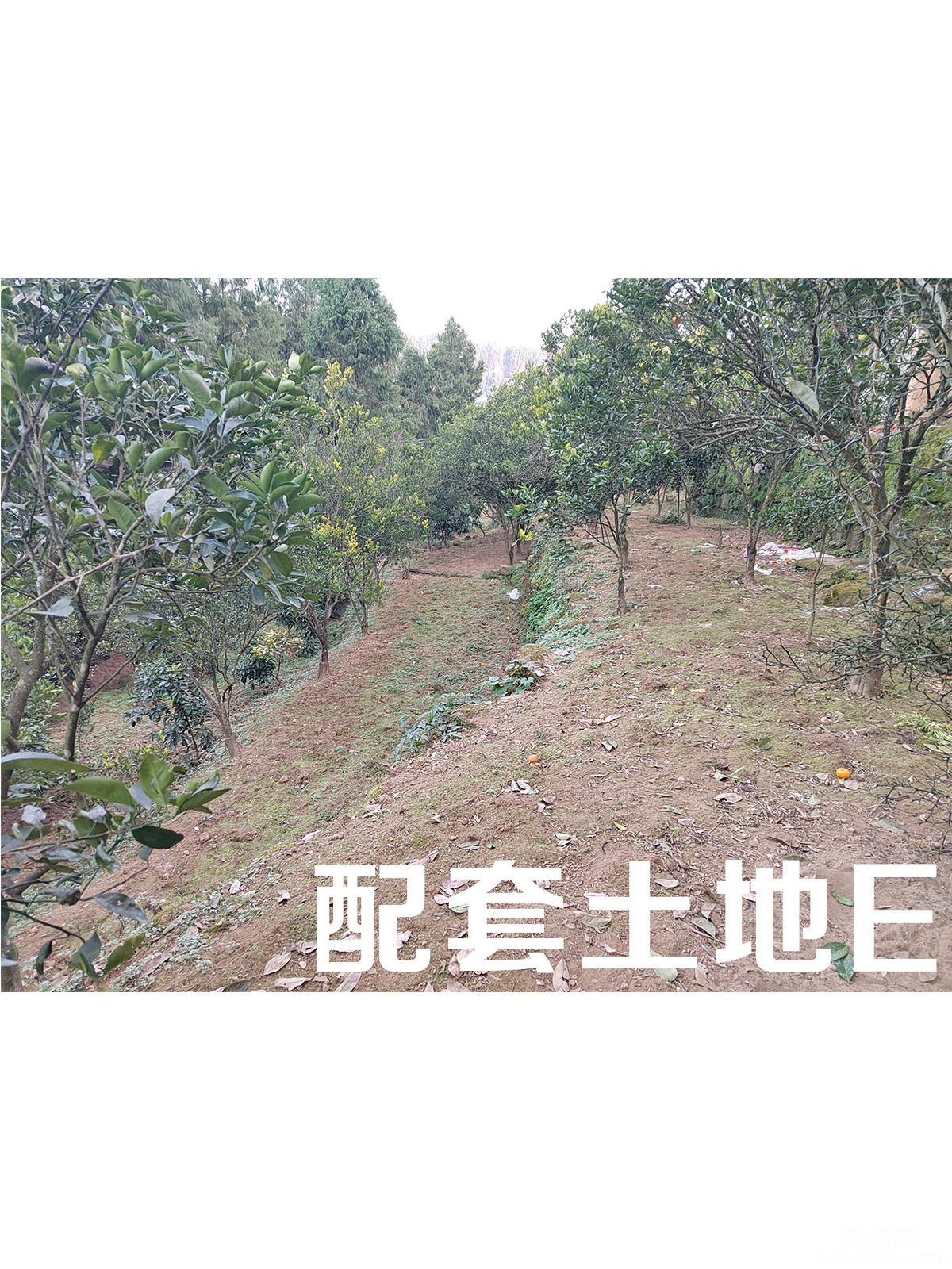 土地E.jpg