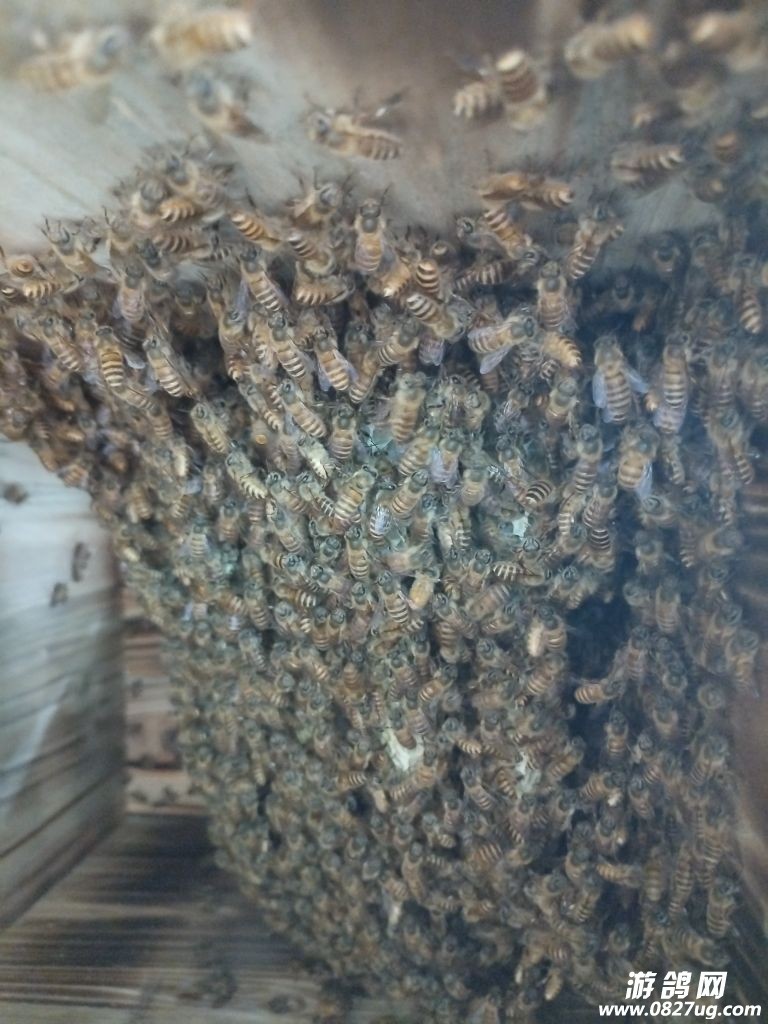 蜂来多财富