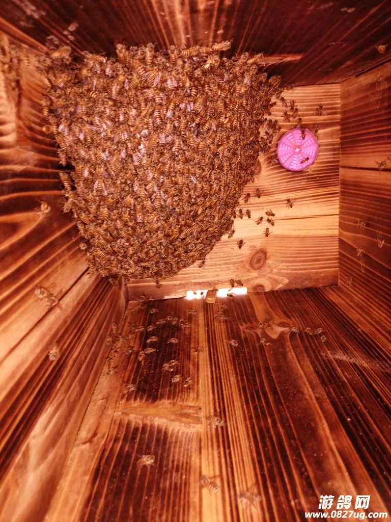 ˣȤ